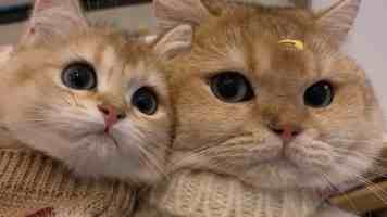 「IPO追踪」两股齐上市！希迪智驾跌14%，一手蚀387港元